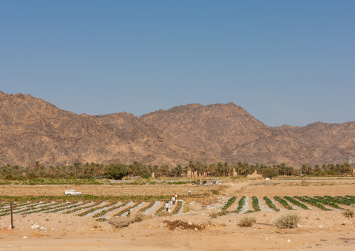 Agriculture in the desert, Najran Province, Najran, Saudi Arabia