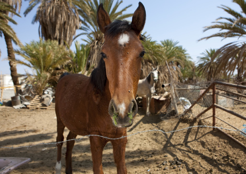 Arabian horse in a farm, Najran Province, Najran, Saudi Arabia