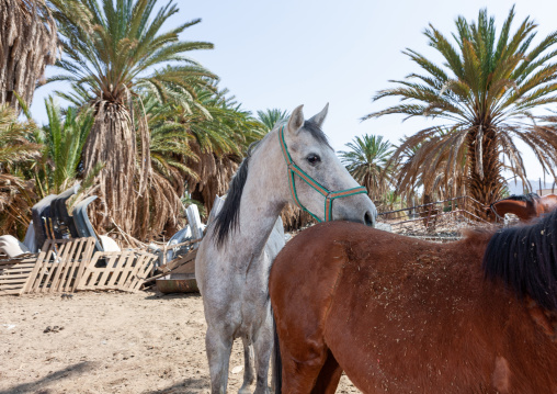 Arabian horses, Najran Province, Najran, Saudi Arabia