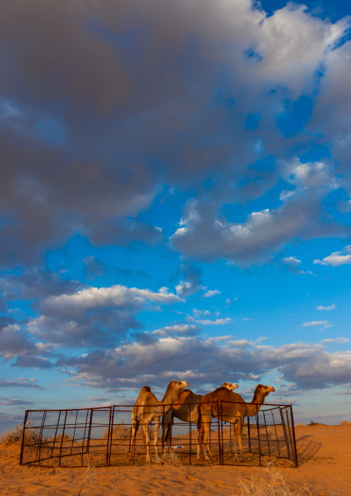 Camels in nafoud desert, Hail Province, Nefud Al-Kebir, Saudi Arabia