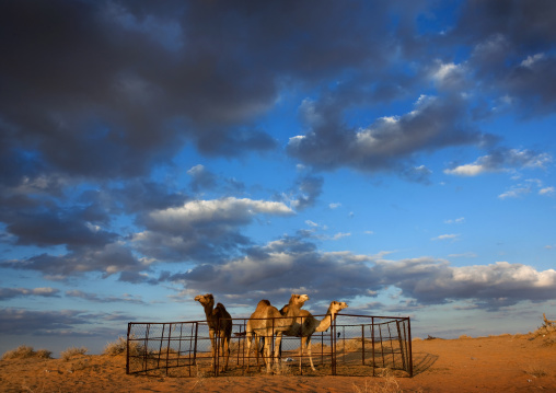 Camels in a farm in the desert, Al-Jawf Province, Al-Nefud, Saudi Arabia