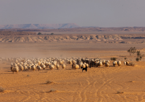 Sheperd drive flock of sheep, Al Madinah Province, Al-Ula, Saudi Arabia