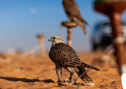 Falcons in the desert, Al-Jawf Province, Sakaka, Saudi Arabia