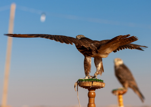 Close-up of falcons against clear sky, Al-Jawf Province, Sakaka, Saudi Arabia