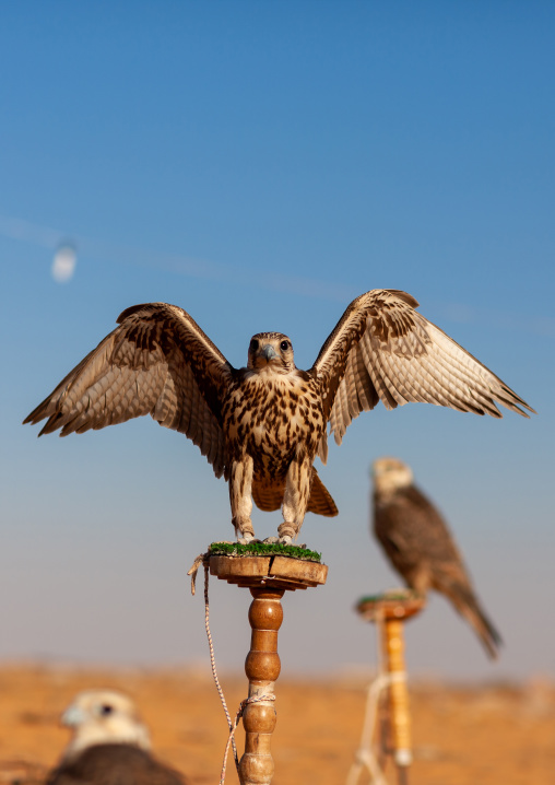 Close-up of falcons against clear sky, Al-Jawf Province, Sakaka, Saudi Arabia