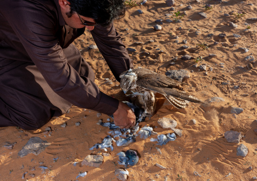 Saudi man with a falcon eating a pigeon, Al-Jawf Province, Sakaka, Saudi Arabia