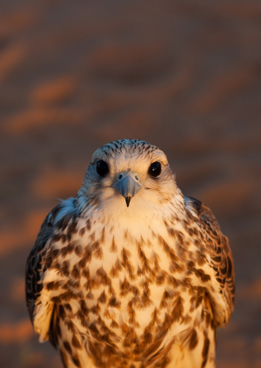 Close-up of falcon looking at camera, Al-Jawf Province, Sakaka, Saudi Arabia