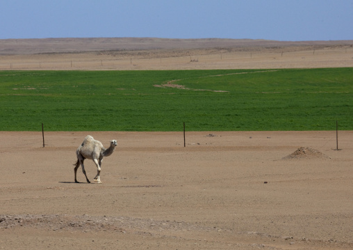 Agriculture in the desert, Al-Jawf Province, Sakaka, Saudi Arabia