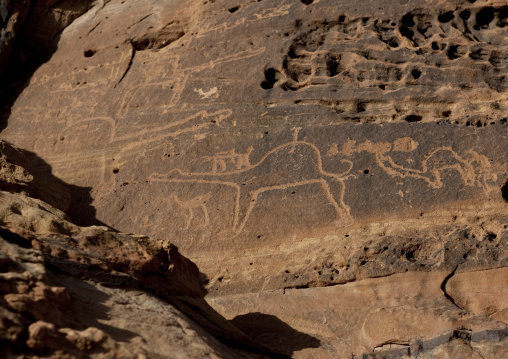 Petroglyphs on a rock depicting camels, Al Madinah Province, Alula, Saudi Arabia