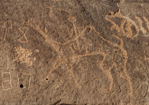 Petroglyphs on a rock depicting camels, Al Madinah Province, Alula, Saudi Arabia
