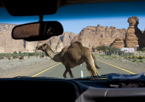 Camel crossing the road, Al Madinah Province, Alula, Saudi Arabia