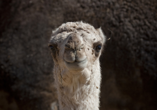 Camel close-up, Riyadh Province, Riyadh, Saudi Arabia