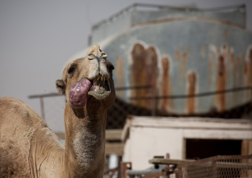 Camel close-up, Riyadh Province, Riyadh, Saudi Arabia