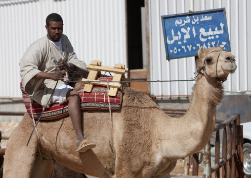 Man riding a camel, Riyadh Province, Riyadh, Saudi Arabia