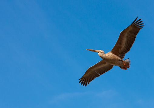 Pelican in flight, Jizan Region, Jizan, Saudi Arabia
