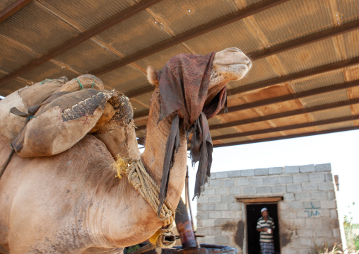 Blinded camel turning a mill in a sesam oil factory, Jizan Region, Jizan, Saudi Arabia