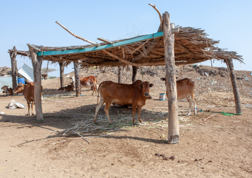 Cows in a farm on the tihama coast, Jizan Region, Jizan, Saudi Arabia