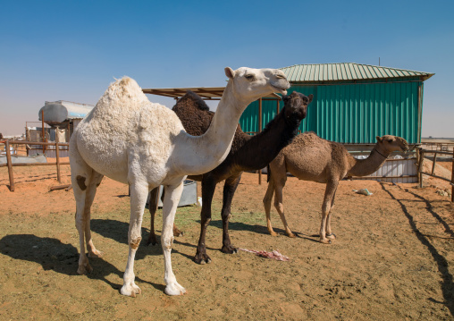 Camel market outside of the city, Riyadh Province, Riyadh, Saudi Arabia