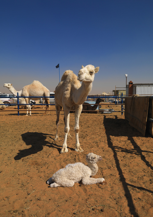 Camels in the market, Riyadh Province, Riyadh, Saudi Arabia