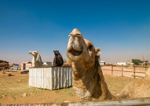 Camel market outside of the city, Riyadh Province, Riyadh, Saudi Arabia