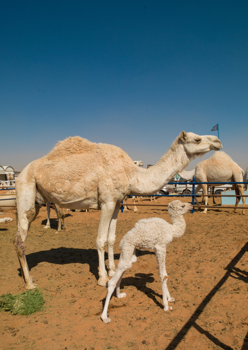 Camel mother and its baby in a market, Riyadh Province, Riyadh, Saudi Arabia