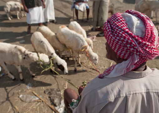 Animal market, Jizan Province, Sabya, Saudi Arabia
