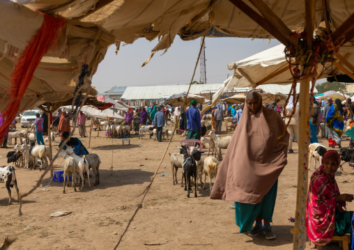 Somali people in the livestock market, Woqooyi Galbeed region, Hargeisa, Somaliland