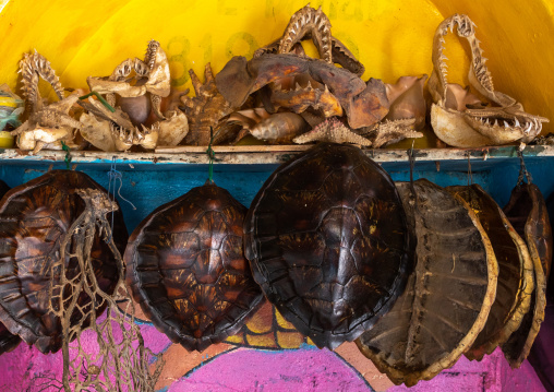 Turtles shells and sharks jaws in a fisherman shop, Sahil region, Berbera, Somaliland