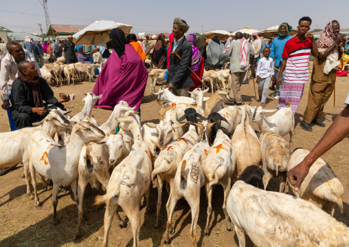 Somali people in the livestock market, Woqooyi Galbeed region, Hargeisa, Somaliland