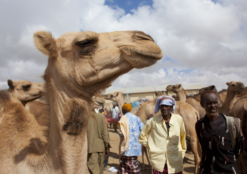 Camel Trading In The Hargeisa Livestock Market, Hargeisa, Somaliland