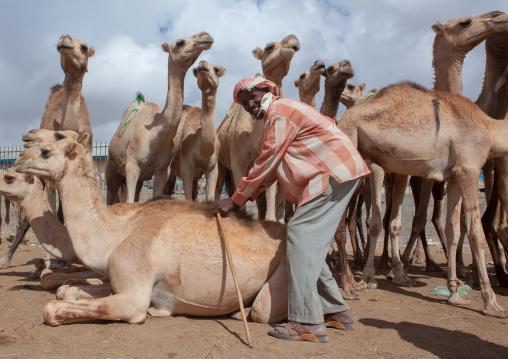 Camel trading in the livestock market, Woqooyi Galbeed region, Hargeisa, Somaliland