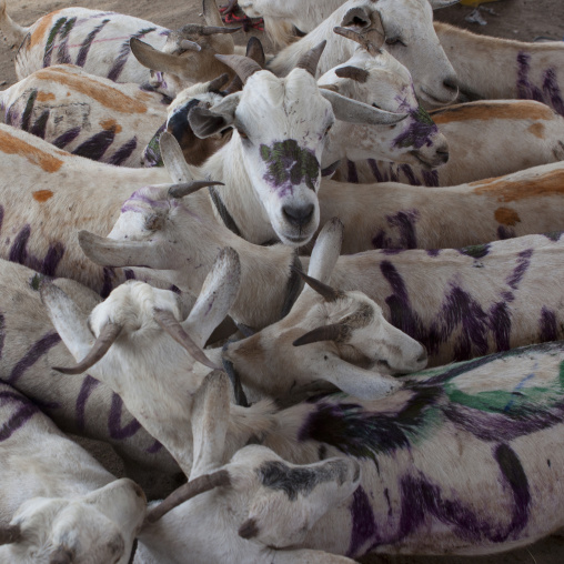 A Flock Of Painted Goats At The Livestock Market, Hargeisa, Somaliland