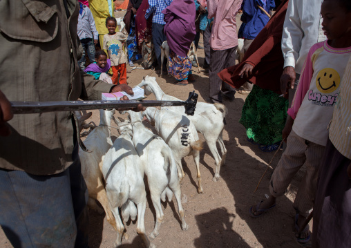 A flock of painted goats at the livestock market, Woqooyi Galbeed region, Hargeisa, Somaliland