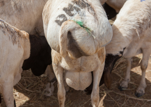 Fat sheep tail, Woqooyi Galbeed region, Hargeisa, Somaliland