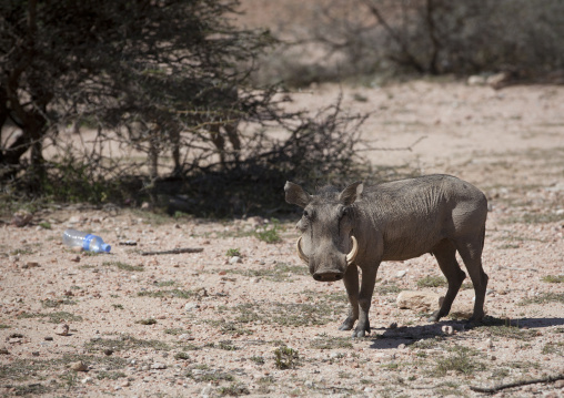 A Domesticated Warthog In A Bush Natural Environment, Hargeisa, Somaliland