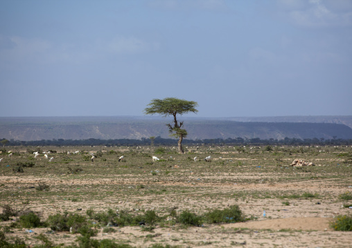 A Lonely Tree And Wandering Goats In An Arid Landscape, Hargeisa, Somaliland