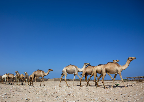Camels From Berbera Camel Farm Walking In A Row, Berbera, Somaliland
