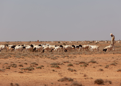 Somali herder with his sheeps in an arid area, Dhagaxbuur region, Degehabur, Somaliland