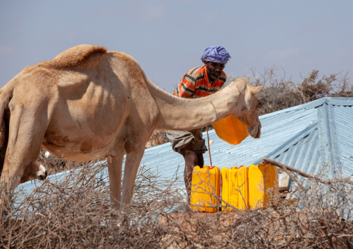 Somali man with his camel collecting water in a well, Dhagaxbuur region, Degehabur, Somaliland