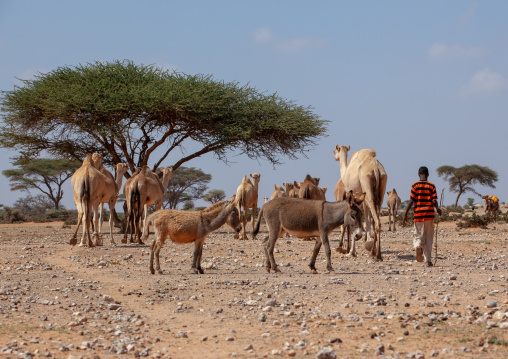 Young somali boy with his camels and donkeys in the desert, Dhagaxbuur region, Degehabur, Somaliland