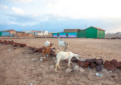 Goats eating rubbish in the town, Awdal region, Zeila, Somaliland