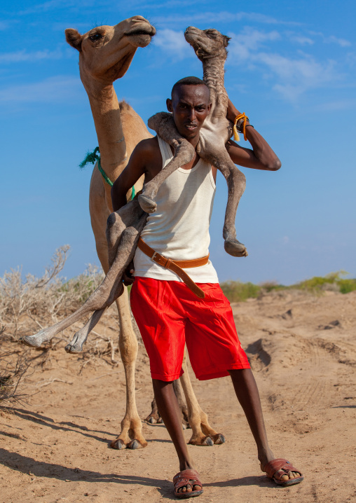 A somali man is holding a new born baby camel on his back, Awdal region, Lughaya, Somaliland