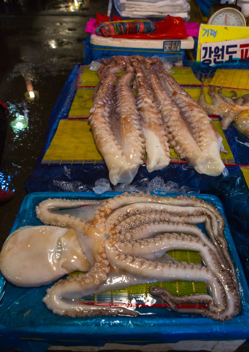 Octopus in noryangjin fisheries wholesale market, National capital area, Seoul, South korea