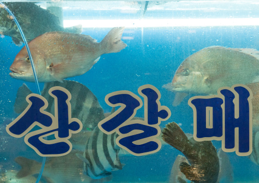 Aquarium in noryangjin fisheries wholesale market, National capital area, Seoul, South korea