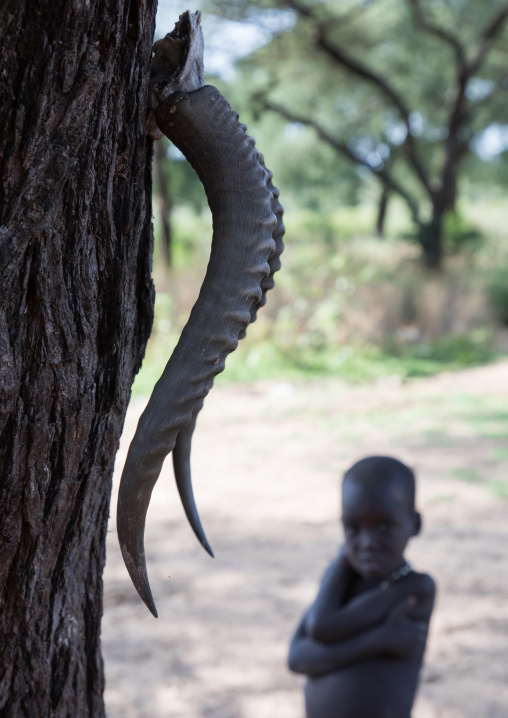 Gazelle horns on a tree in a Larim tribe village, Boya Mountains, Imatong, South Sudan