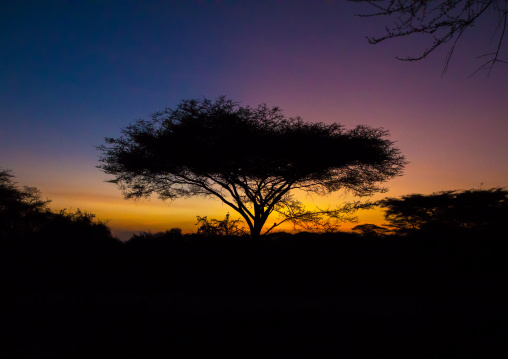 Accacia tree in the dusk, Central Equatoria, Illeu, South Sudan