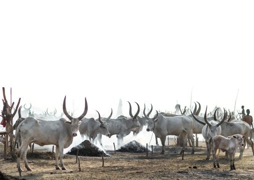 Long horns cows in a Mundari tribe camp gathering around a campfire, Central Equatoria, Terekeka, South Sudan