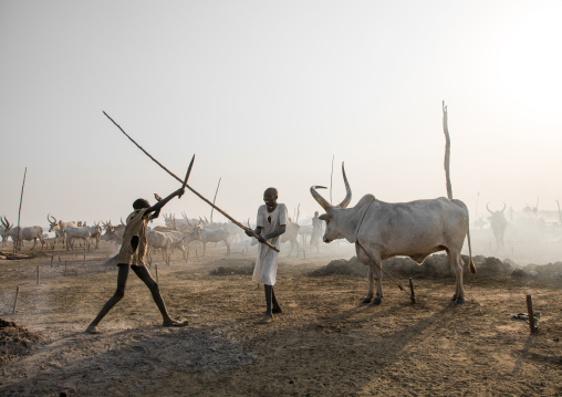 Mundari tribe boys playing stick fighting in a cattle camp, Central Equatoria, Terekeka, South Sudan