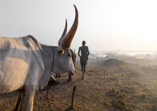 Long horns cows in a Mundari tribe camp gathering around a campfire, Central Equatoria, Terekeka, South Sudan
