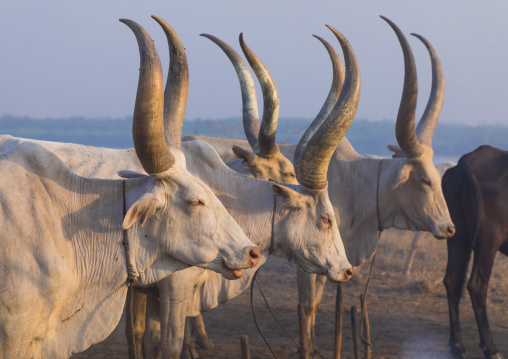 Long horns cows in a Mundari tribe camp on the banks of river Nile, Central Equatoria, Terekeka, South Sudan